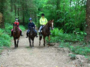 Beautiful hacking in the woods